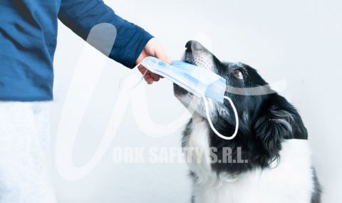 Dog giving a surgical mask to its owner. Smart old border collie.
